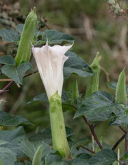 Datura wrightii