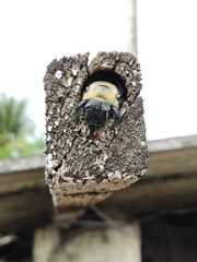 Neoxylocopa