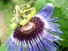 Passiflora amethystina