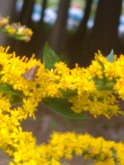 Choreutis
