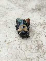 Neoxylocopa