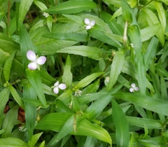 Murdannia keisak