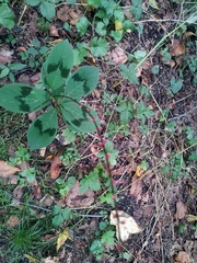 Persicaria filiformis