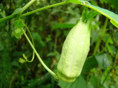 Passiflora amethystina