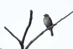 Turdus ignobilis