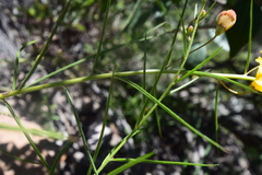 Brachystigma wrightii