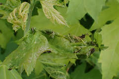 Dasineura aceris