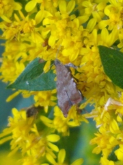 Choreutis