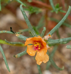 Portulaca suffrutescens
