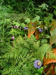 Passiflora amethystina