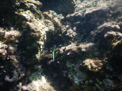 Thalassoma pavo