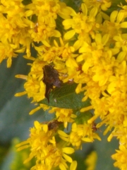 Choreutis