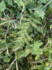 Athyrium angustum