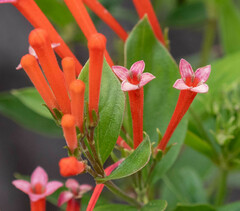 Bouvardia ternifolia