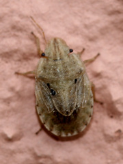 Sciocoris sulcatus