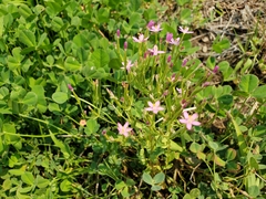 Zeltnera muehlenbergii