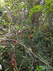 Passiflora ambigua
