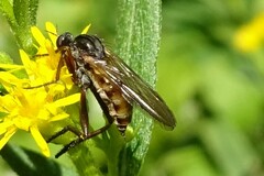 Empis