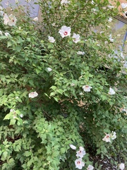 Hibiscus syriacus
