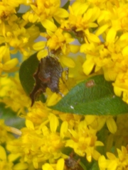 Choreutis