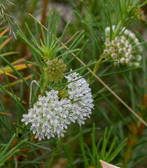 Asclepias linaria