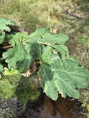 Gunnera