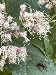 Eutrochium purpureum