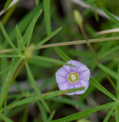 Ipomoea costellata