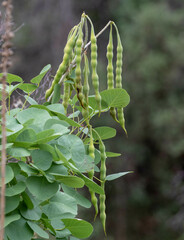 Erythrina flabelliformis