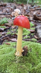 Amanita parcivolvata