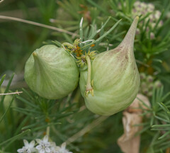 Asclepias linaria