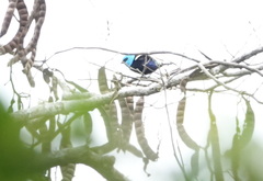 Stilpnia cyanicollis