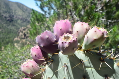 Opuntia engelmannii