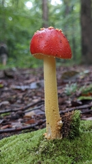 Amanita parcivolvata