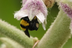 Bombus transversalis