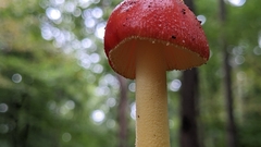 Amanita parcivolvata