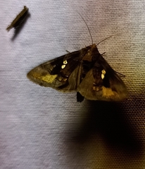 Chrysodeixis eriosoma