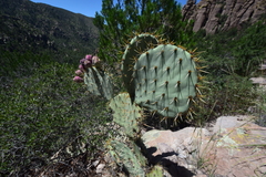 Opuntia engelmannii