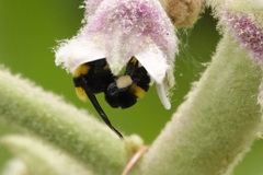 Bombus transversalis