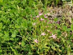 Zeltnera muehlenbergii