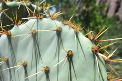 Opuntia engelmannii