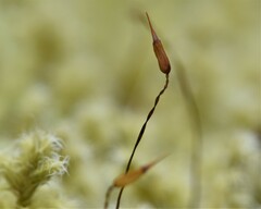 Racomitrium elongatum