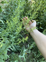 Solidago speciosa