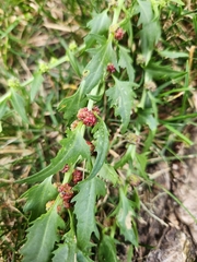 Blitum virgatum