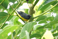 Myioborus miniatus