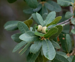 Quercus arizonica