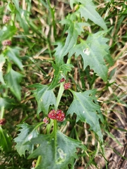 Blitum virgatum