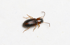 Acupalpus flavicollis