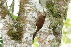 Dendrocolaptes picumnus