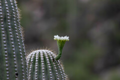 Carnegiea gigantea